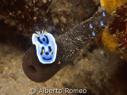 NUDIBRANCH WITH VERY RARE YOUNGLINGS ON THE SPONGE
 Mana... by Alberto Romeo 
